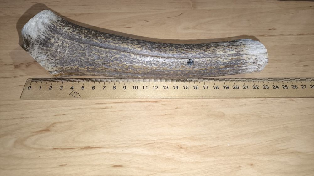 Олений облом рога 23см