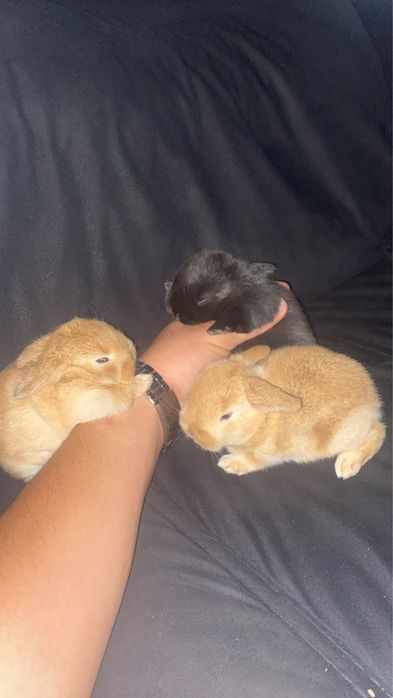 Holland Lop coelhos orelhudos