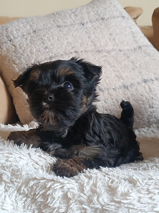 Mini suczka Black and tan  Yorkshire Terrier