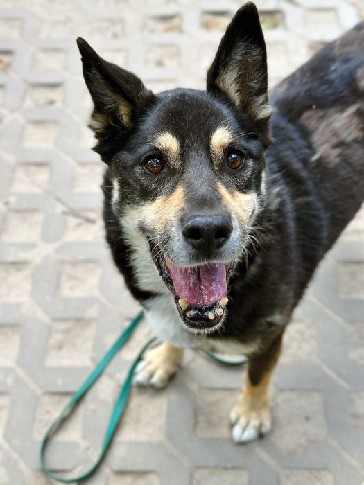 Dojrzały psiak Wojtek szuka domu