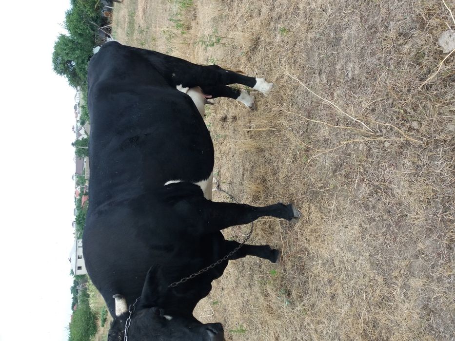 Продам крс на мясо на хозяйство