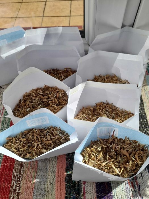 Nasiona kwiatów cynii