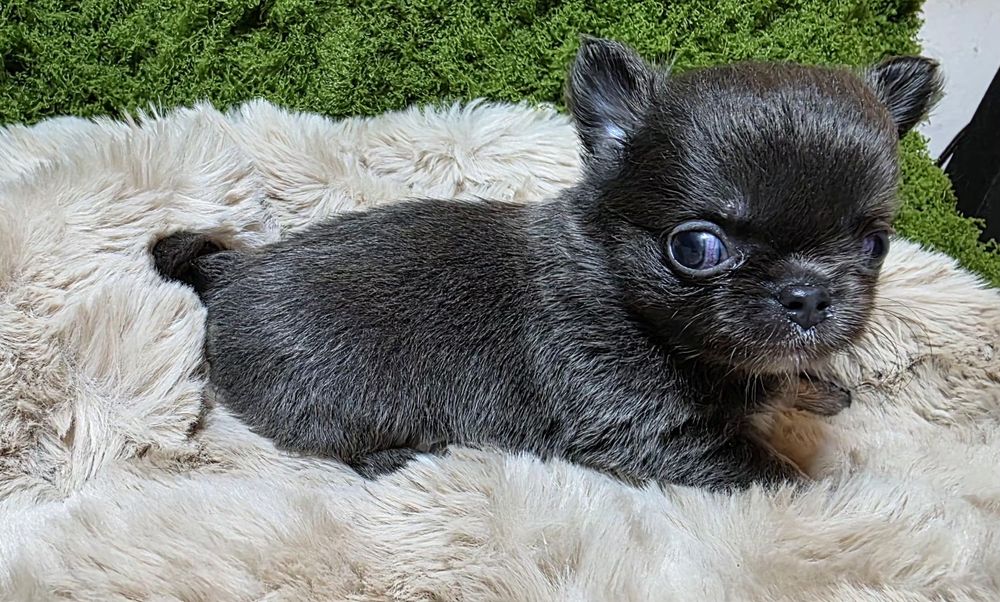 Chihuahua macho pelo longo