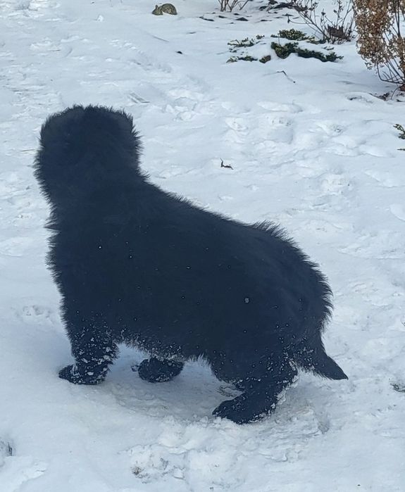 Owczarek niemiecki sunia