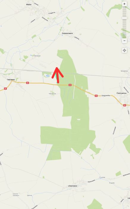Poszukiwany pies rasy goński gaskoński