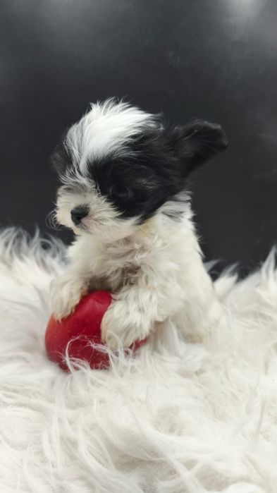 Мини девочка чихуахуа/йорк