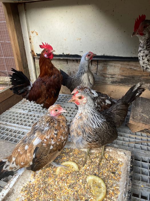 Vendo galos e frangos
