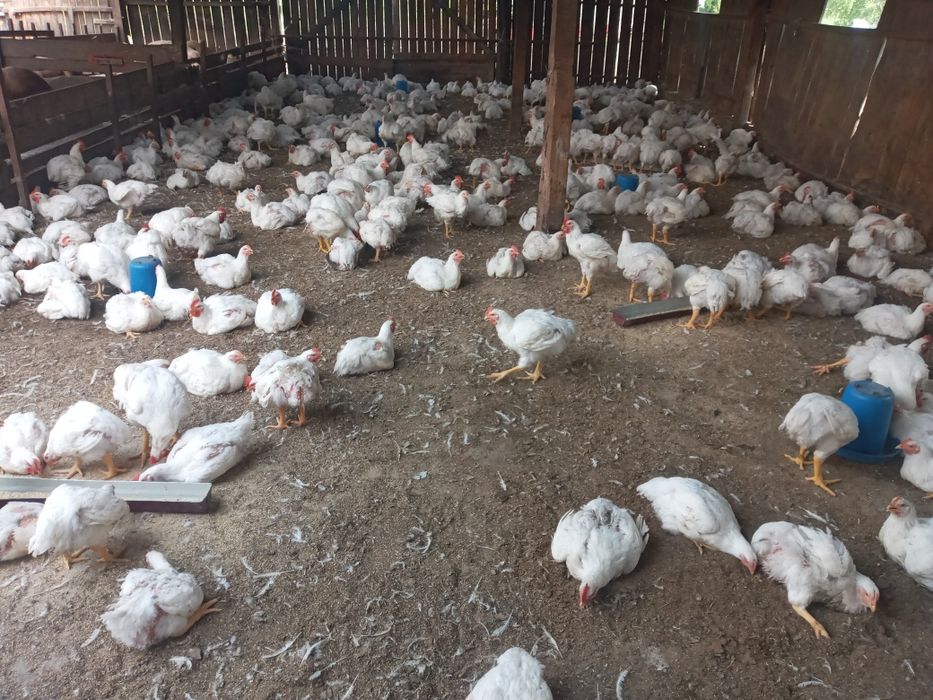 Продаються ЕКО бройлери