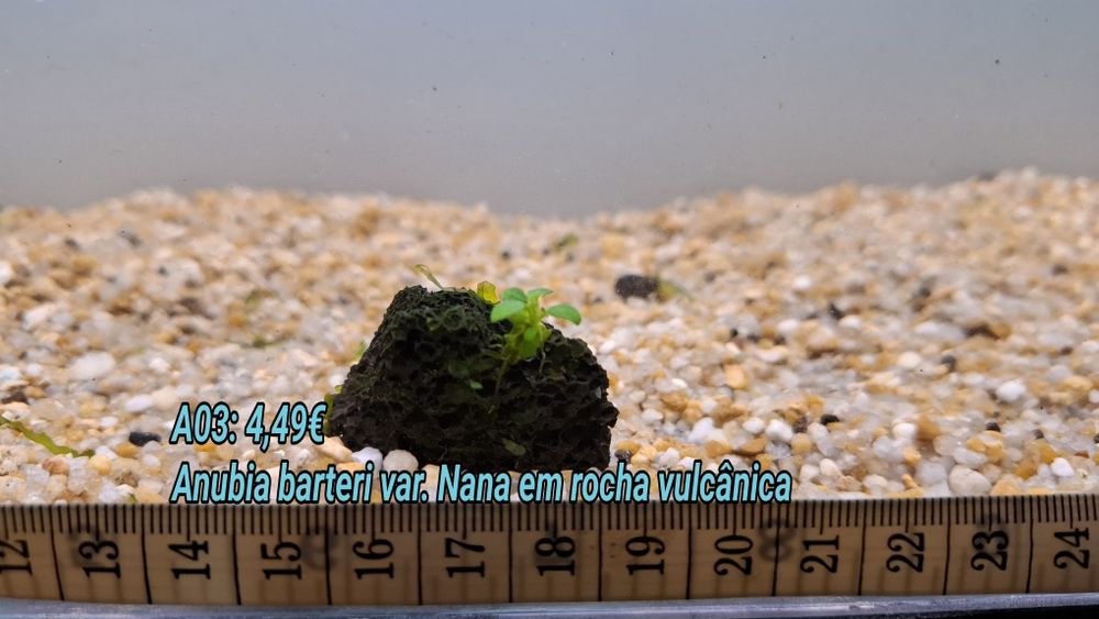Anubia em rocha vulcânica e Tronco . (Aquário Plantas)