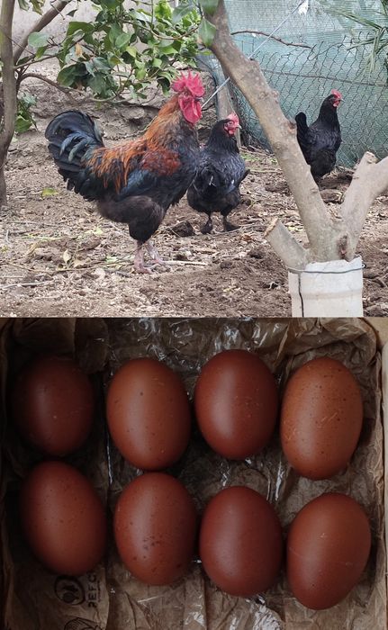 Raças Índio gigante, Marans ovos cor chocolate