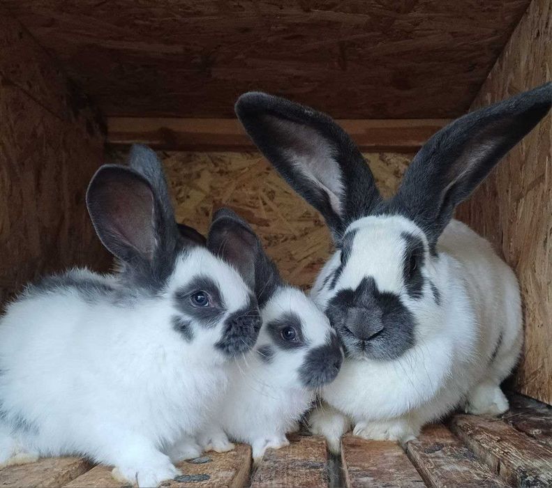 Кролі Німецький строкач