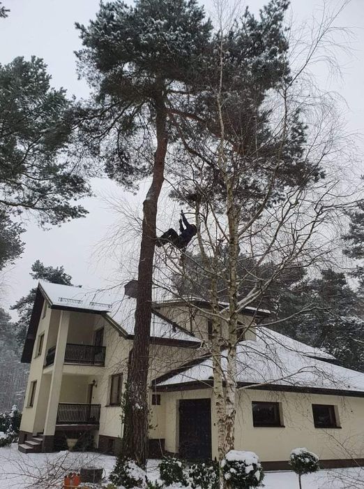Czyszczenie działek wycinka rębak mielenie gałęzi przycinanie TANIO