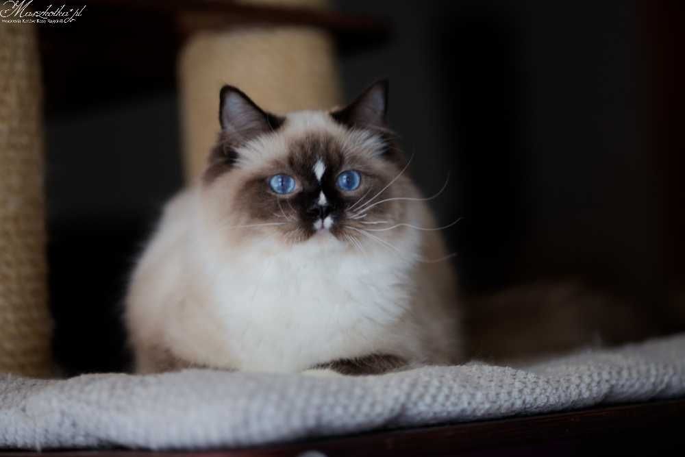 Ragdoll, prześliczny kocurek seal mitted z rodowodem FPL