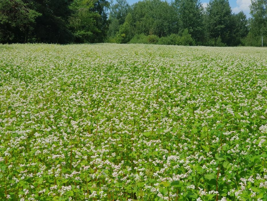 Мед гречка + ліс