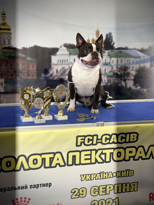 Кобель бостон-терьер для вязки