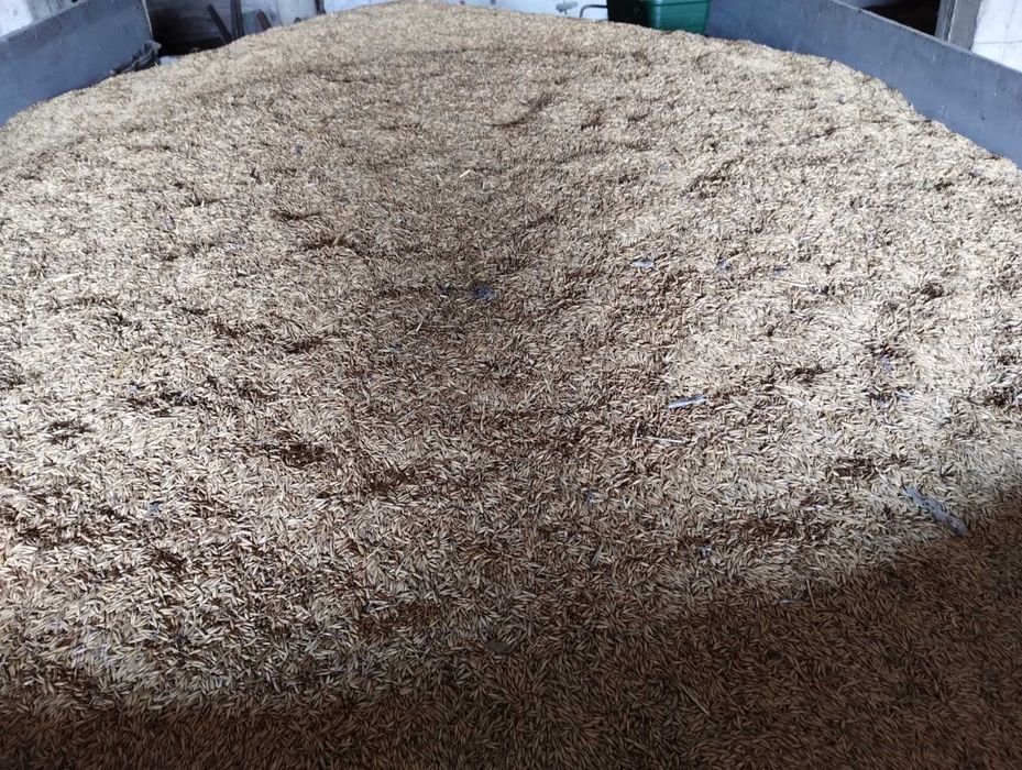 Zboże ekologiczne-owies, pszenicę, mieszankę