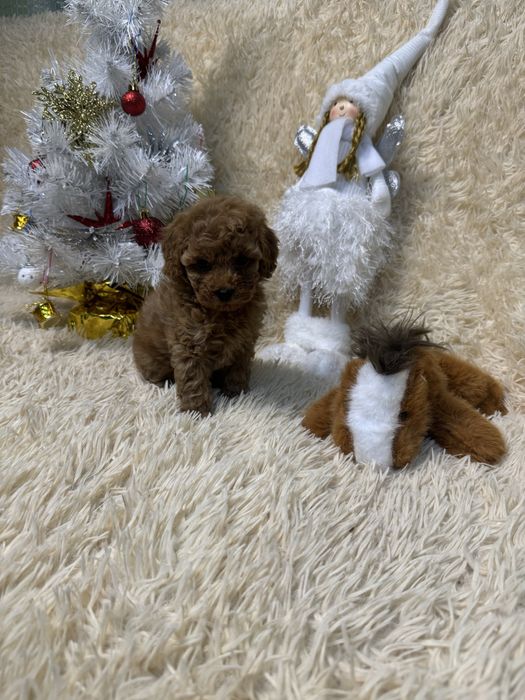 Чистокровные. Той Пудель