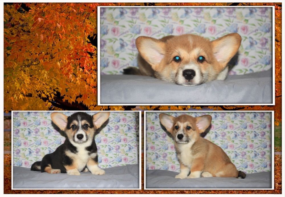 Продаються чудові дітки Коргі 2 дівчинки.