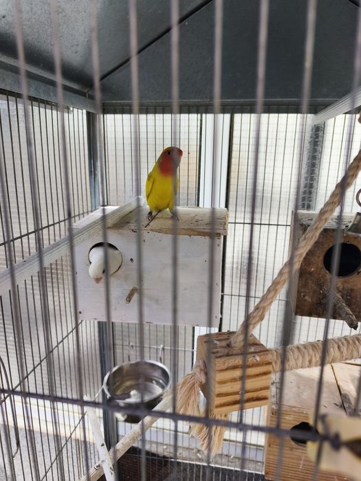 Gaiola com 4 agapórnis