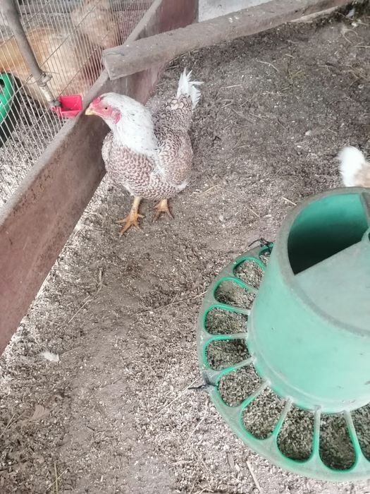 Ovos fecundos de galinhas cornish