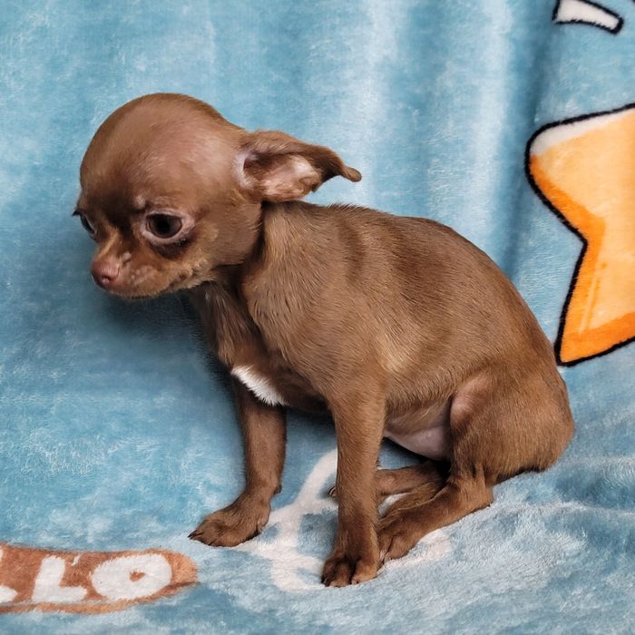 Дівчинка міні-міні розміру