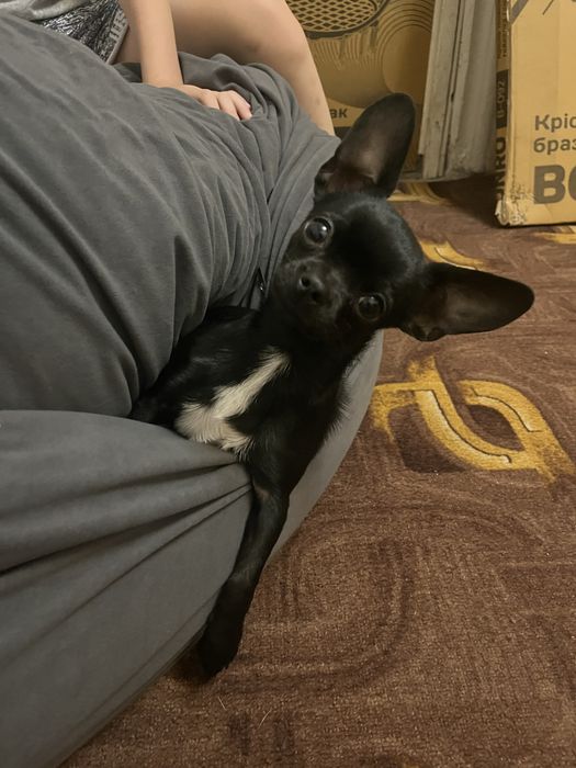 Малышка чихуахуа ищет любящую семью