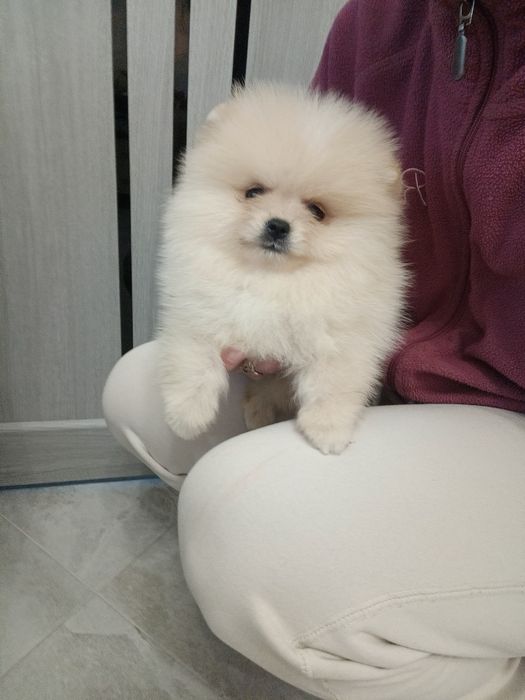 Дівчатка і хлопчики шпіци