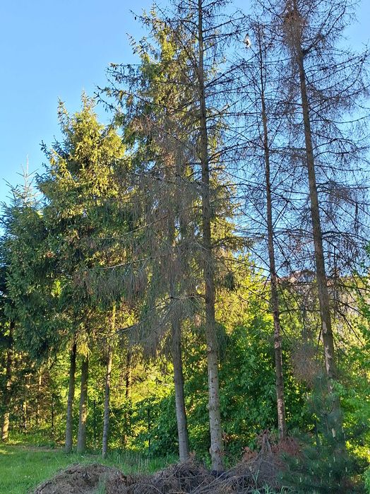 Drewno oddam za wycinkę