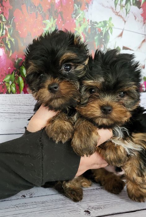 Йорки міні міні розміру