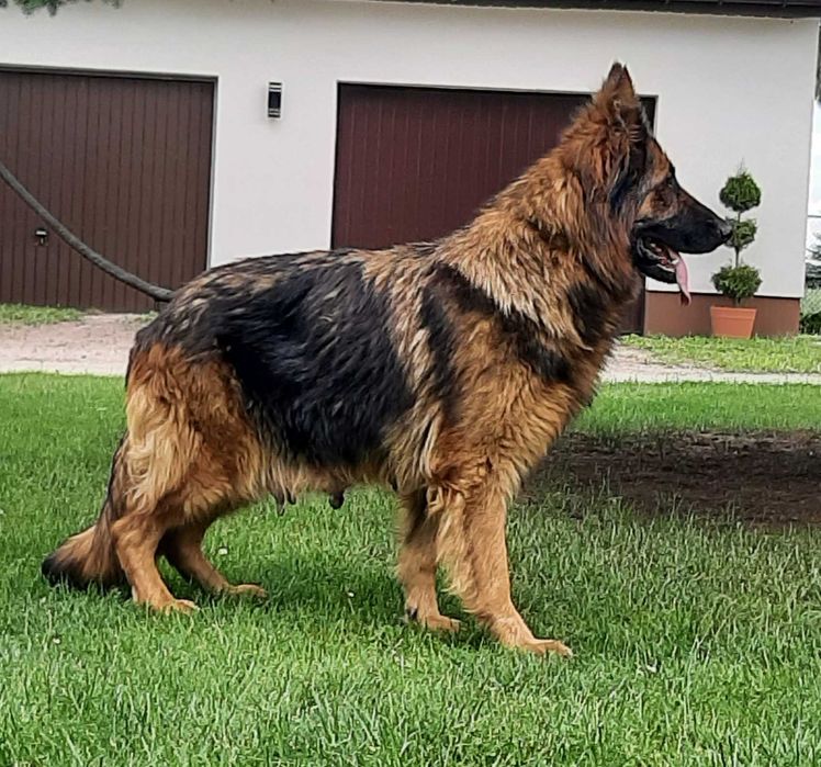 Owczarek niemiecki szczeniak