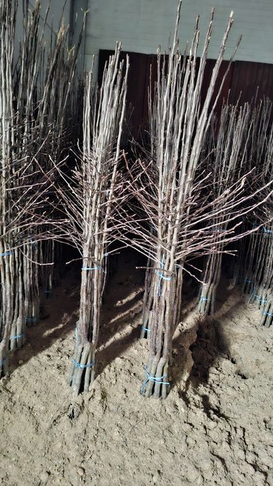 Drzewka owocowe, wiśnie, jabłonie