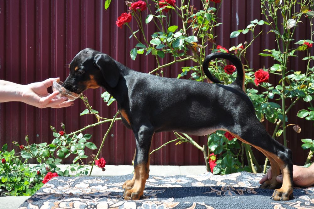 Добермани (розплідник)