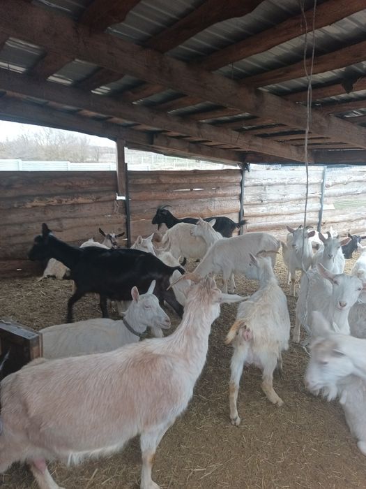 Продам дійних кіз