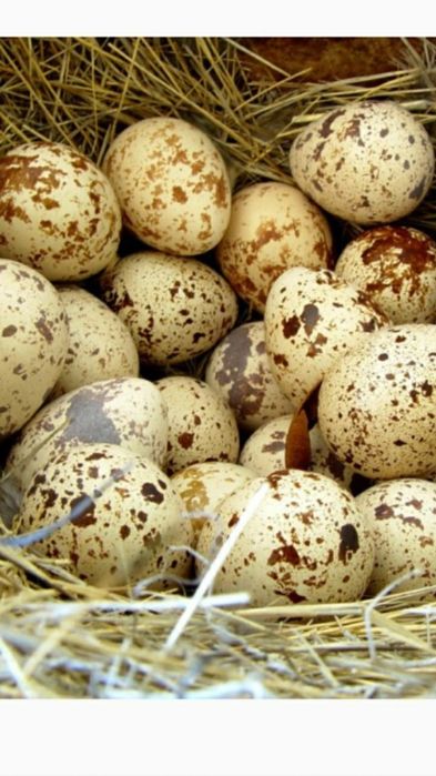 Продам молодняк перепелів .