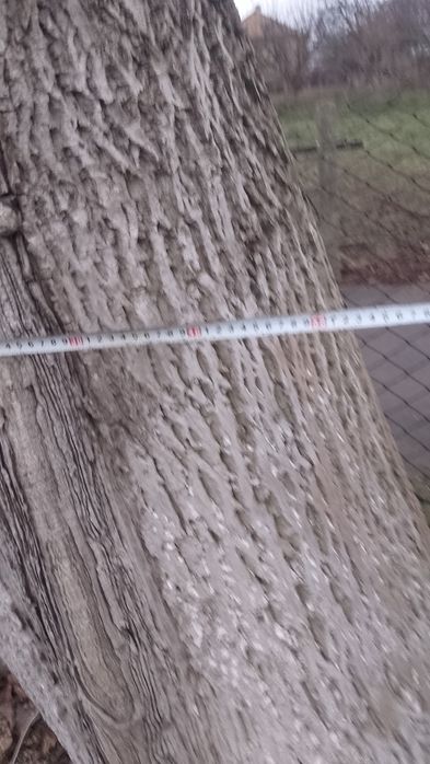 Продам дерева горіха.