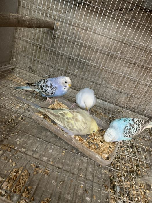 Varios periquitos disponiveis