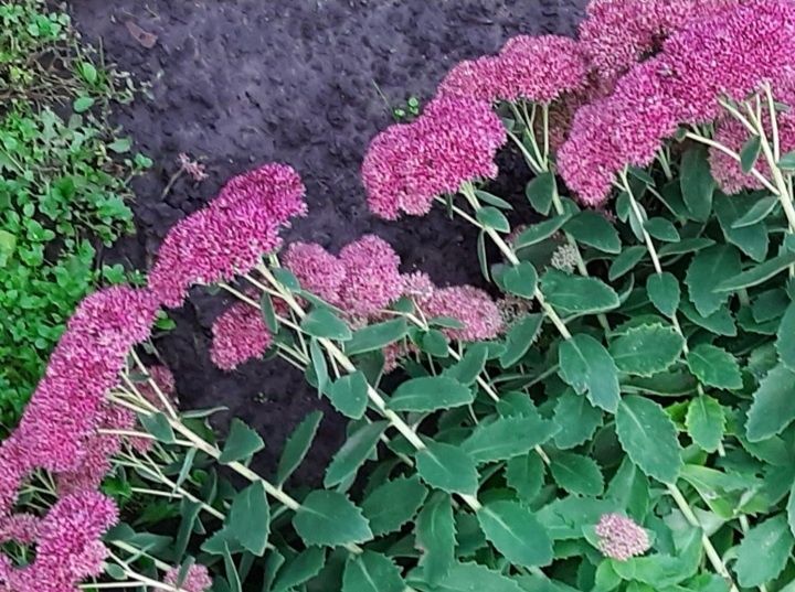 Продам излишки Очиток видный очиток высокий розовый многолетний