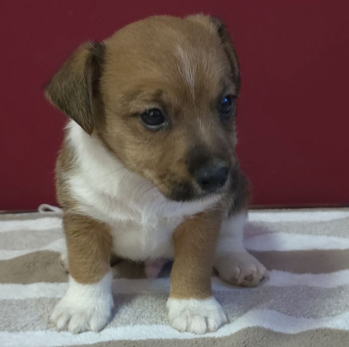 Jack russell terrier( Macho)