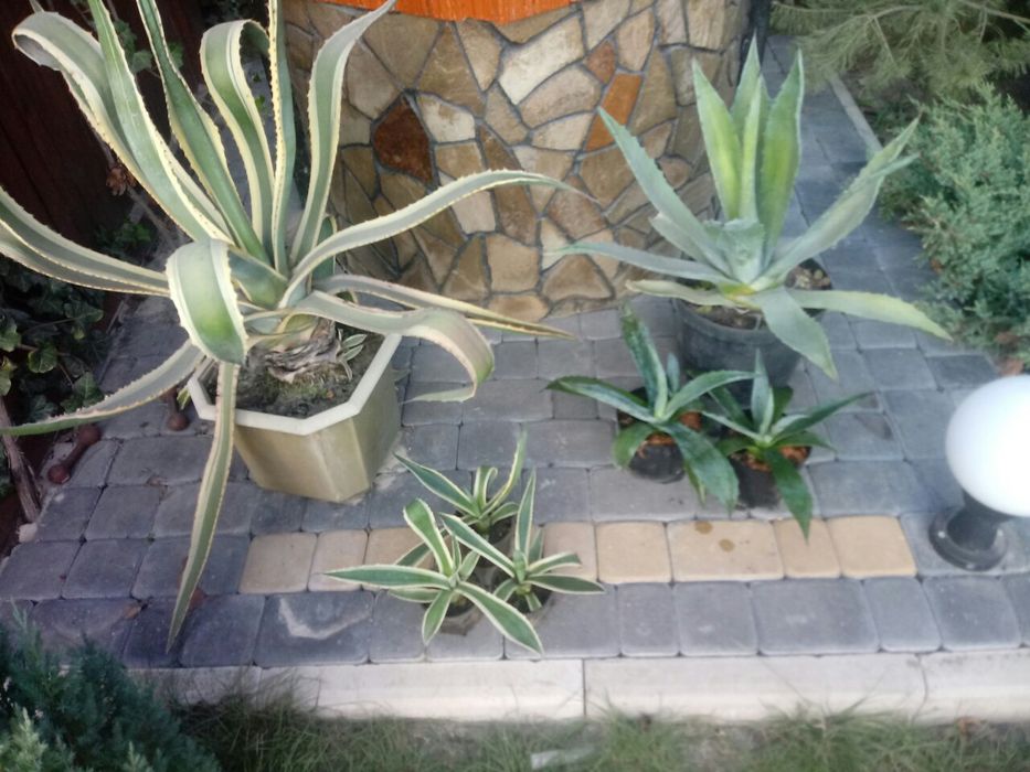 Агава американська