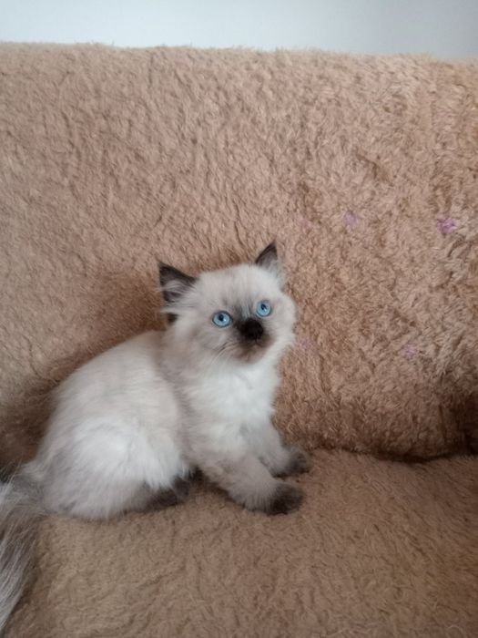 Невська маскарадна дівчинка 2,5 міс