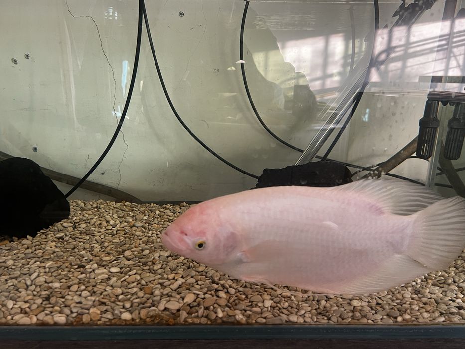 Gourami XL.