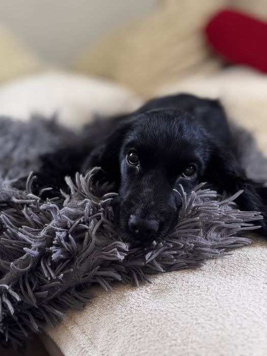 ROXY Cocker Spaniel Angielski - suczka
