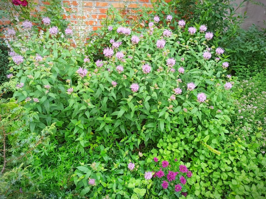 Лаконос ягідний/ Зверобой/ зверобій кущики Лікарські рослини