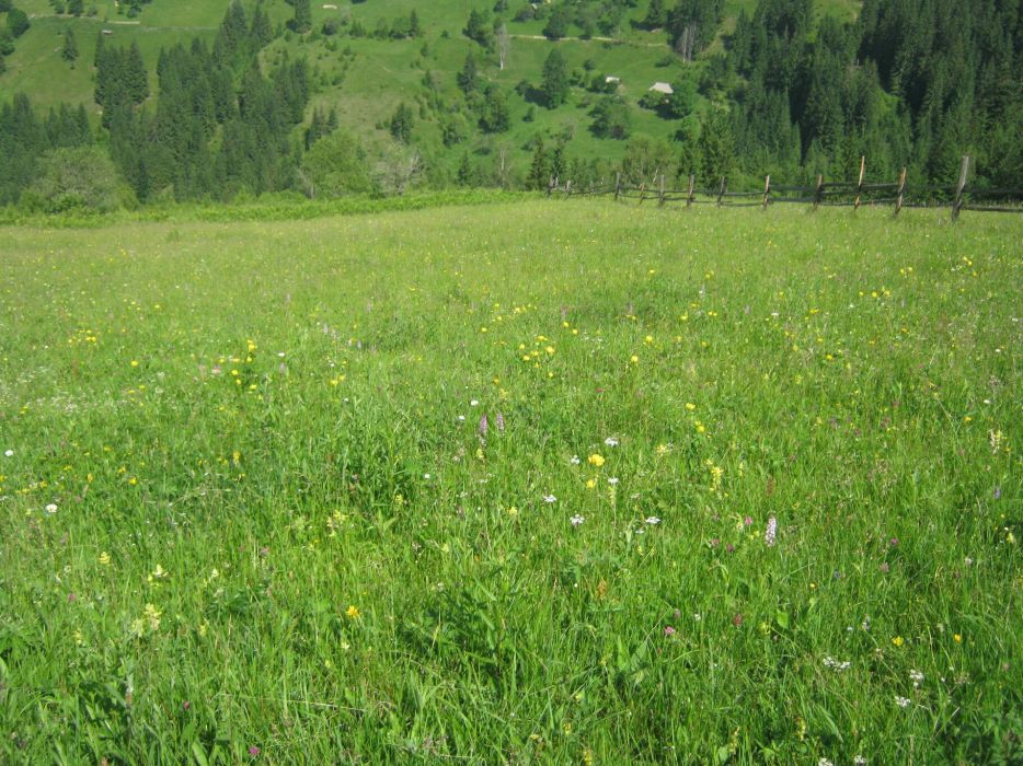 Земельна ділянка в Карпатах. Верховинський р-н.  с. Верхній