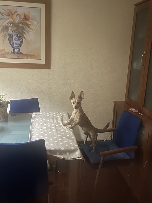 Cão para adoção responsavel