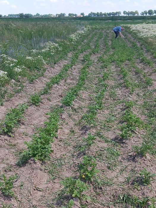 Działka budowlana na sprzedaż
