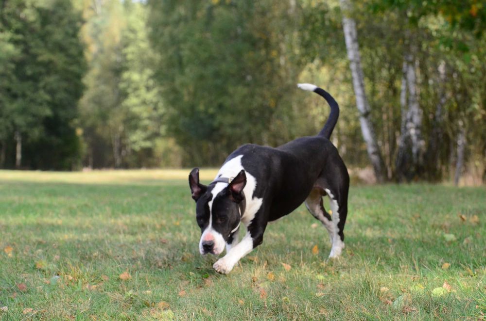 Amstaff do adopcji. Staffordshire terrier szuka domu