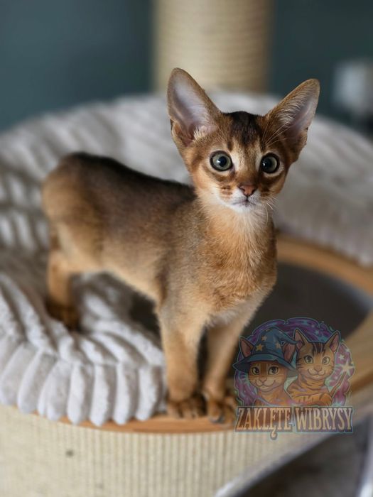 Kocurek Abisyński**Cudowny**Do Rezerwacji