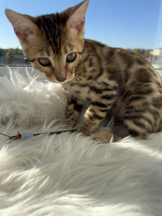 Бенгальські кошенята