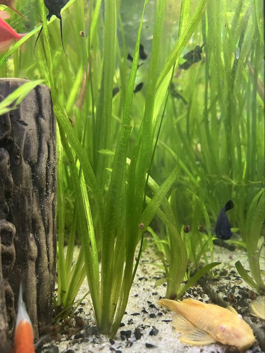 Валіснерія (Vallisneria)